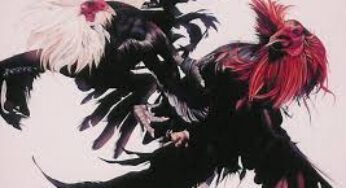 SCATTER99 : LOGIN AGEN SABUNG AYAM ONLINE BEBAS BLOKIR