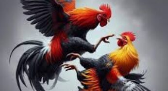 NAGATOTO88 : LINK SITUS BETTING SABUNG AYAM ONLINE TERBAIK
