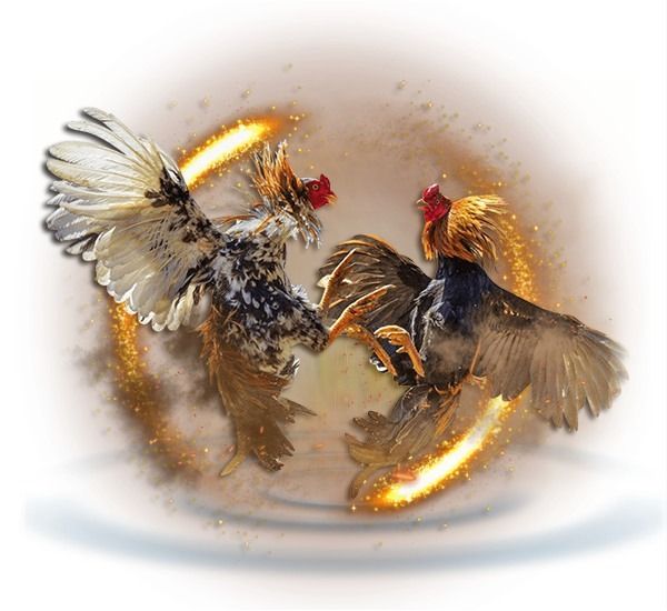 UGM138 : BANDAR LIVE SABUNG AYAM RESMI BEBAS ARENA TARUNG