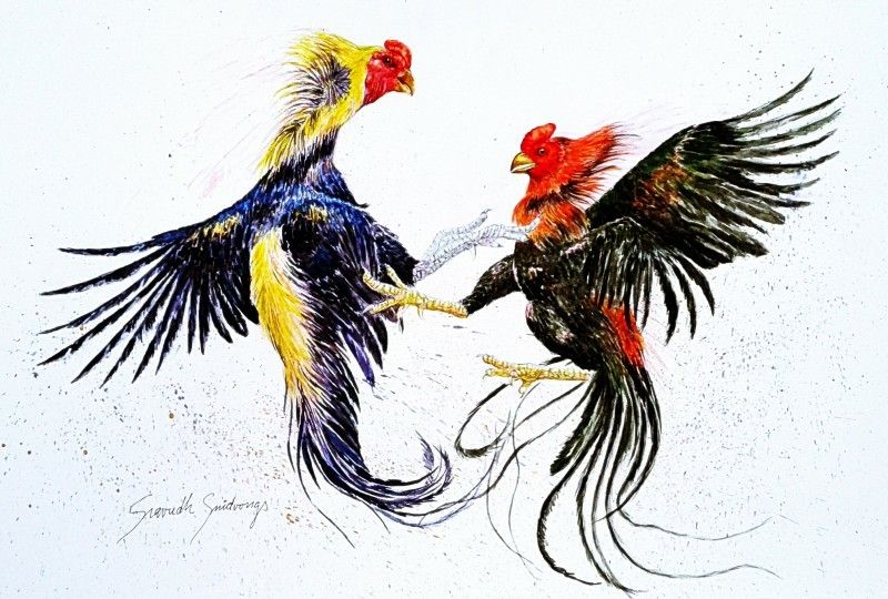 Waktoto Sabung Ayam Online: Teknik Taruhan Profesional, Gaya Bertarung Unggul, dan Strategi Juara Lapangan